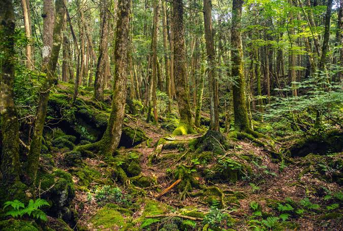 Japan's suicide forest 