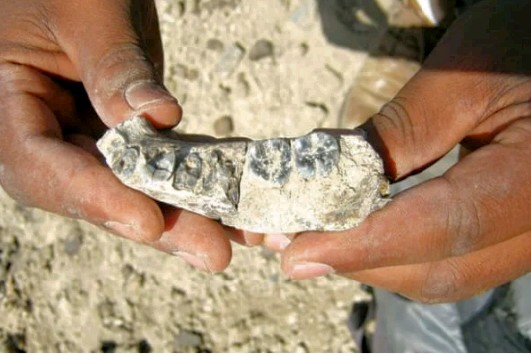 Oldest jawbone discovered