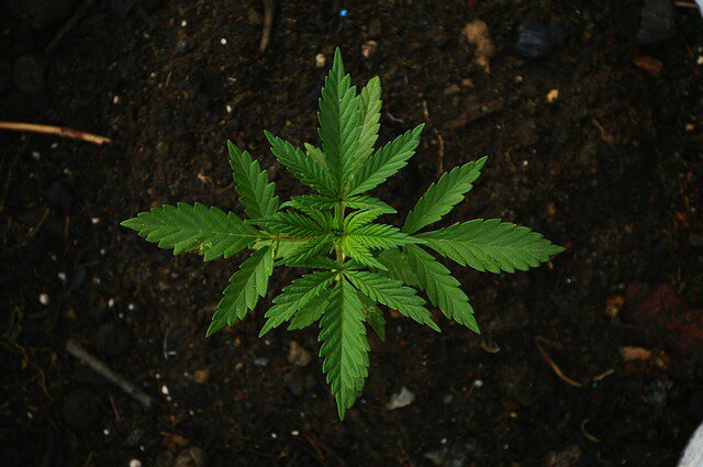 Zimbabwe is second African nation to license marijuana cultivation