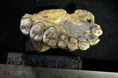 Oldest Human Fossil Outside of Africa Has Been Found