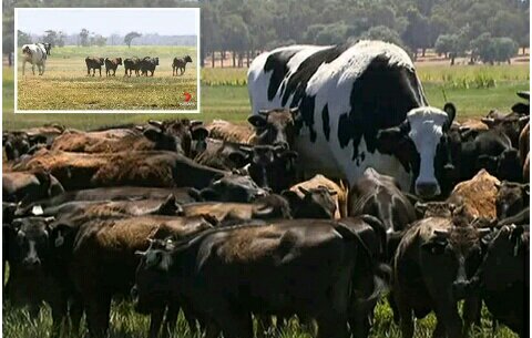 Worlds Biggest Cow' Escapes Slaughter Because It's Too Big To Fit In Abattoir