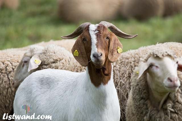 Farmer and Son Allegedly Kill 42 Goats Grazing On Their Farm 
