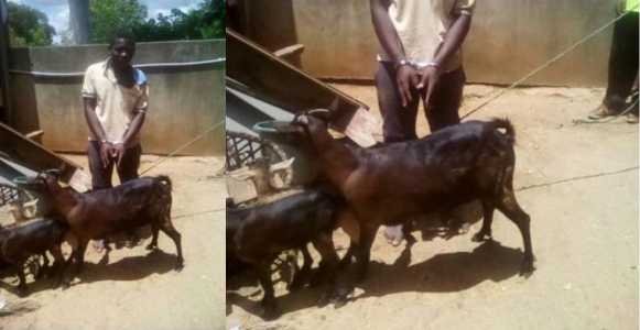 Malawi: Man arrested for sleeping with goat claims “I asked for its consent”