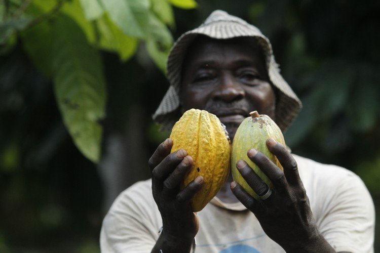 Cocoa producing countries in Africa