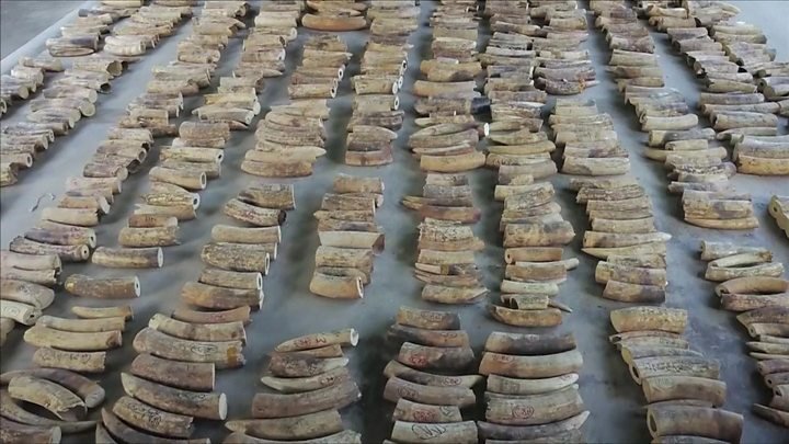 Largest Elephant Ivory Haul from DR Congo Seized in Singapore