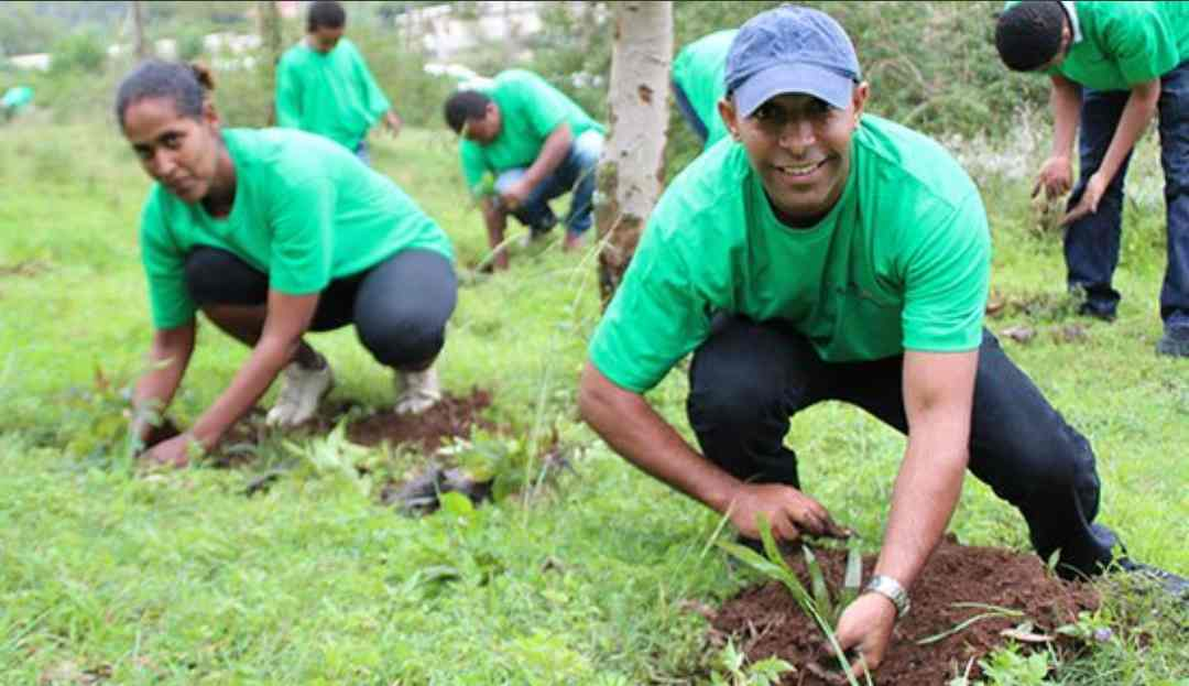 Ethiopia 'breaks' tree-planting record to tackle climate change