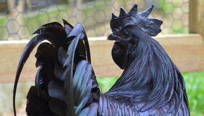 Ayam Cemani: The Most Expensive Chicken In The World - All Black