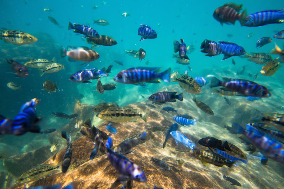 Lake Malawi has more fish species