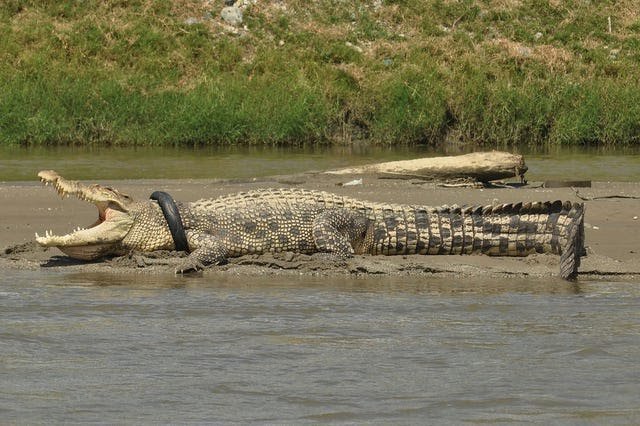 Reward Offered to Anyone Who Can Get Tire Off This 13-Foot Crocodile's Neck