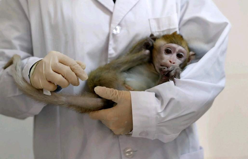 Coronavirus Vaccine Being Tested at Oxford University Left Monkeys ‘Virus Free in One Month ’