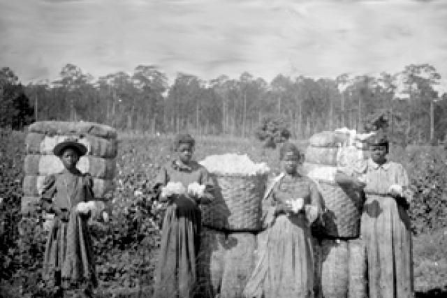 Slavery in US: How Black Women Resisted Slave Breeding By Using Cotton roots as Contraceptives