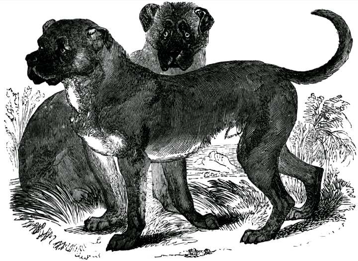 Negro Dogs: How Vicious Dogs Were Used To Track, Attack, And Capture Runaway Slaves 