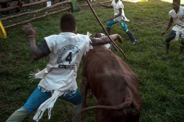 'Savika' – The Extremely Dangerous Traditional Bull Wrestling in Madagascar