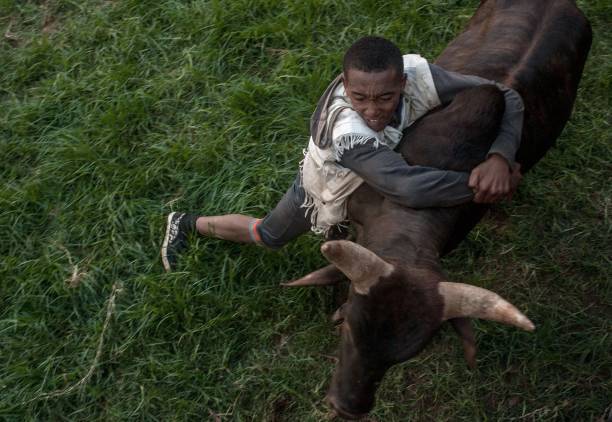 'Savika' – The Extremely Dangerous Traditional Bull Wrestling in Madagascar