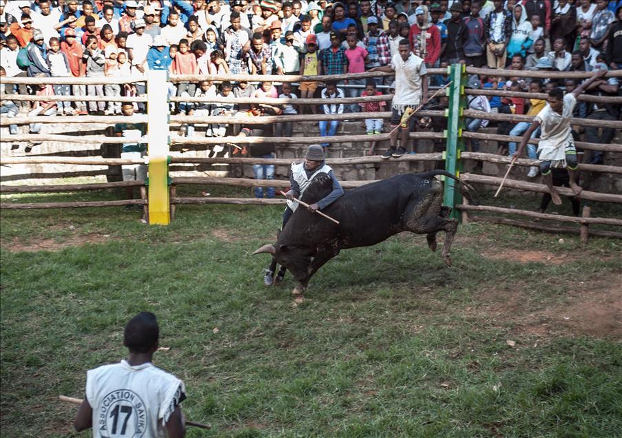 'Savika' — bull fighting in Madagascar 
