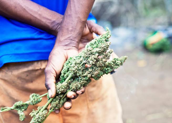UN Removes Marijuana From List Of Most Dangerous Drugs