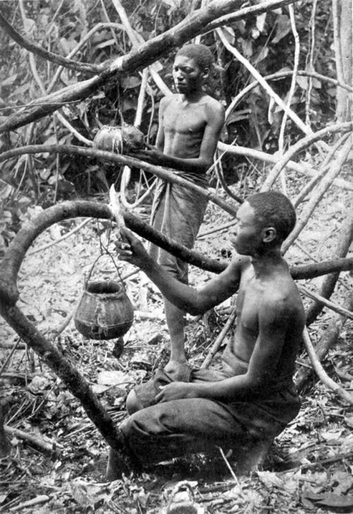 Natives in congo harvesting rubber