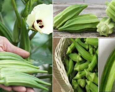 Okra Water to Boost Ovulation