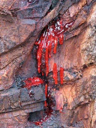 Bloodwood Tree – The Southern African Tree that Bleeds Like Humans 