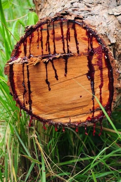 Bloodwood Tree – The Southern African Tree that Bleeds Like Humans 