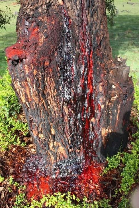 Bloodwood Tree of southern Africa