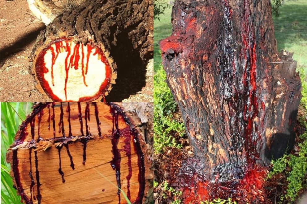 Bloodwood Tree – the Southern African Tree That Bleeds Like Humans ...