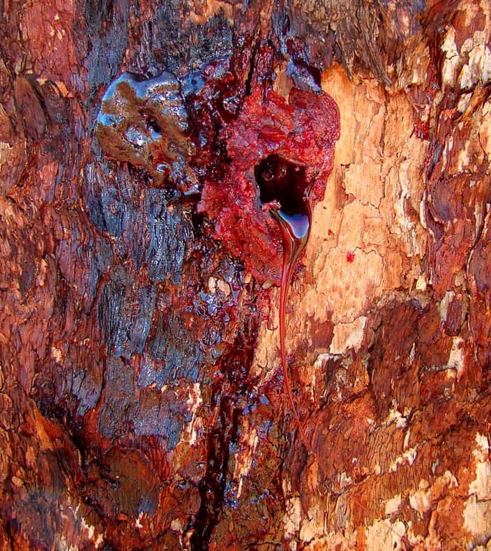 A bloodwood tree 
