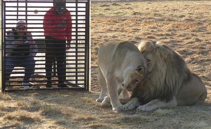 This Lion Sanctuary in South Africa Locks Visitors in a Cage