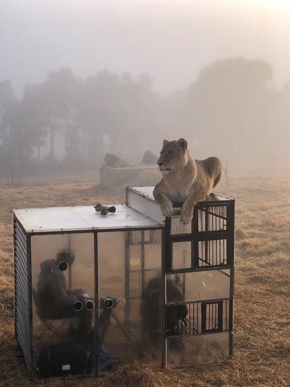 This Lion Sanctuary in South Africa Locks Visitors in a Cage
