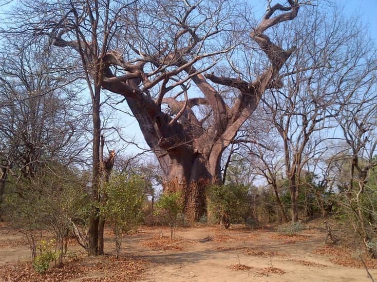 The Leper Tree of Liwonde, Malawi 