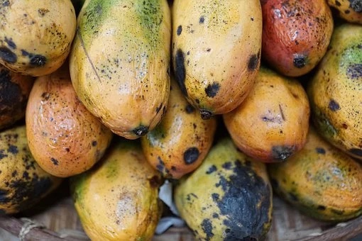 Top 10 Highest Producers of Cocoa in Africa