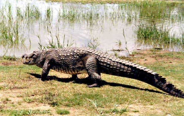 Paga – the Small Village in Ghana Where People Live in Harmony With Crocodiles